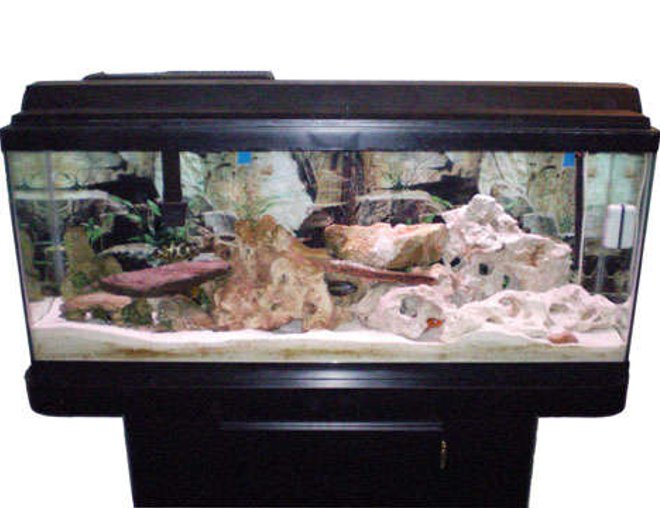 55 gallons freshwater fish tank (mostly fish and non-living decorations) - 55 gal African Cichlid Tank