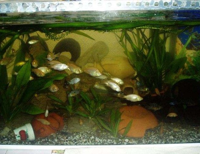 70 gallons freshwater fish tank (mostly fish and non-living decorations) - cichlides