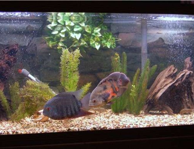 freshwater fish tank (mostly fish and non-living decorations) - 75g; gravel substrate; driftwood; artificial plants; oscar; severum; sailfin plec; loaches