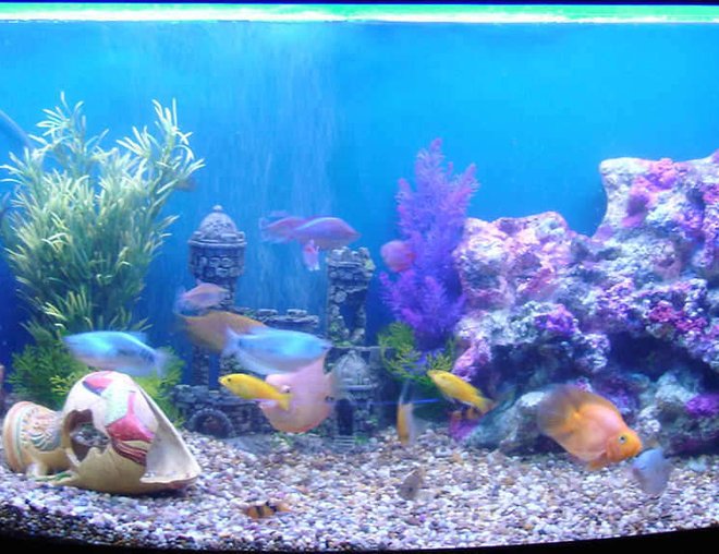 70 gallons freshwater fish tank (mostly fish and non-living decorations) - 260litre curved front
Freshwater
Fun tank!