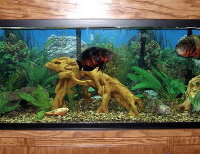 125 gallons freshwater fish tank (mostly fish and non-living decorations) - South American Cichlid Utopia
