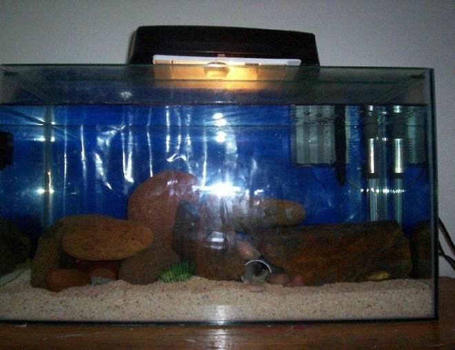 freshwater fish tank (mostly fish and non-living decorations) - 1 of my tanks