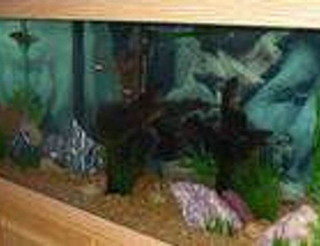75 gallons freshwater fish tank (mostly fish and non-living decorations) - 75 Gal Freshwater- Wanted natural tank.  Had to put my foot down on the sunken ship - and won!
Feedback appreciated.