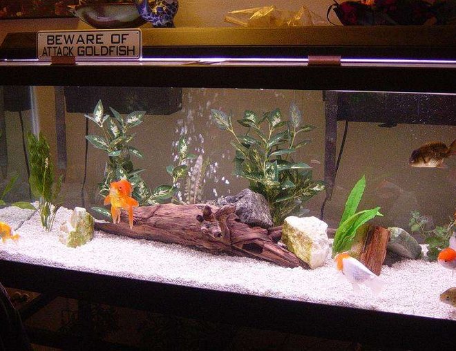 freshwater fish tank (mostly fish and non-living decorations) - 75 Gallon All-Glass tank. 2 Aquaclear 110 HOB filters. 36" bubble wand. 48" All-Glass light strip. Goldfish.