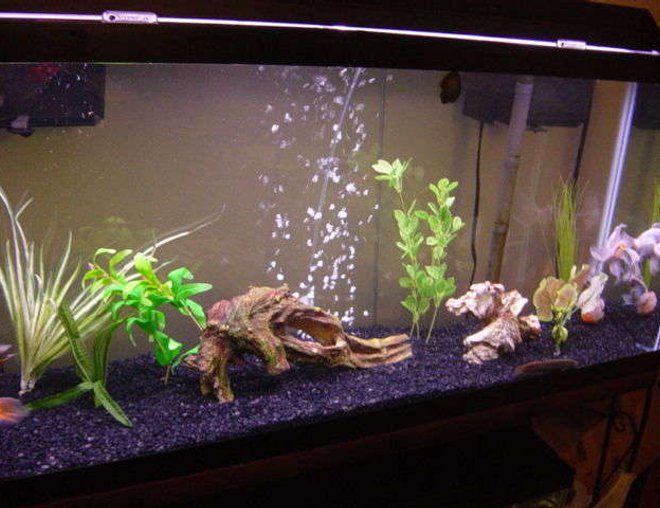 freshwater fish tank (mostly fish and non-living decorations) - 55 gallon All-Glass tank. Aquaclear 110 and Aquaclear 70 HOB filters. 12" bubble wand. 48" strip light. Goldfish.