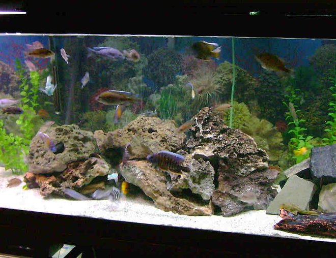 125 gallons freshwater fish tank (mostly fish and non-living decorations) - african cichlids