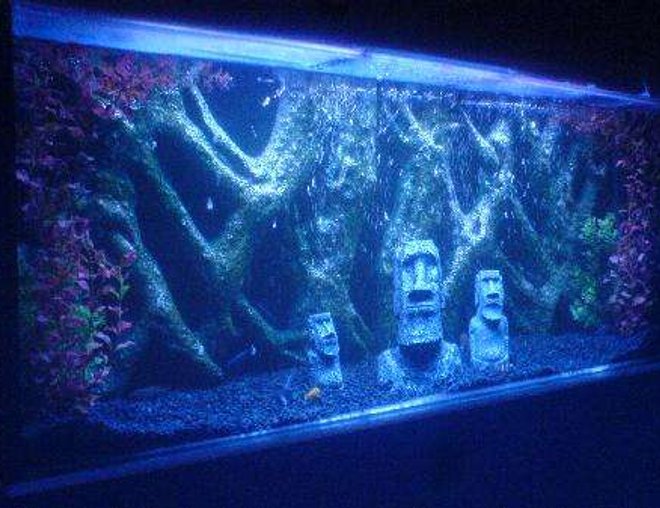 freshwater fish tank (mostly fish and non-living decorations) - my 4ft X 250mm  X 20'' in wall tank full of my favourite cichlids........ this is my first attempt at a fishtank i think i did well