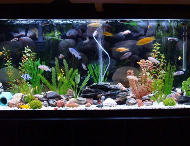 150 gallons freshwater fish tank (mostly fish and non-living decorations) - 55 gallon tank with 33 cichlids