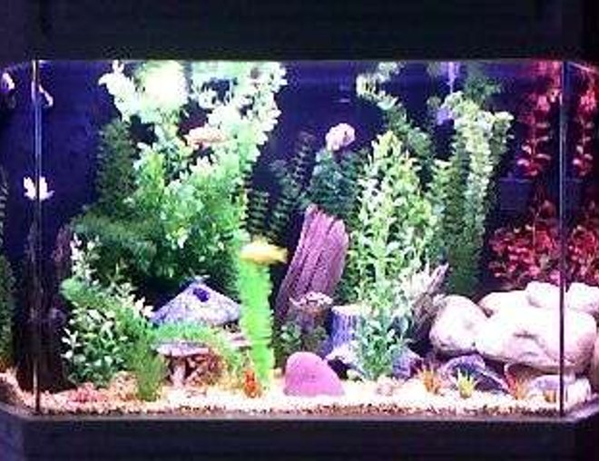 75 gallons freshwater fish tank (mostly fish and non-living decorations) - flatback hex