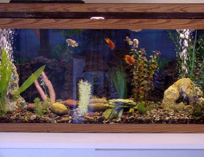 75 gallons freshwater fish tank (mostly fish and non-living decorations) - Alot of the fish are hiding right now. However, when they are all out, there can't be any more colors in a fresh water tank!