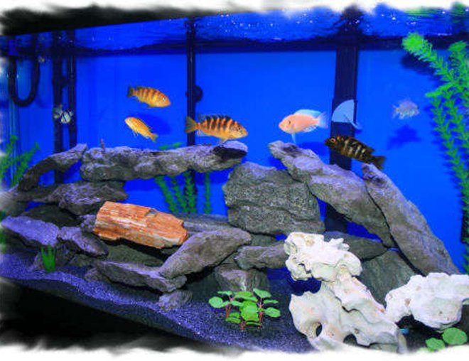 75 gallons freshwater fish tank (mostly fish and non-living decorations) - 75 Gal African Cichlid Tank