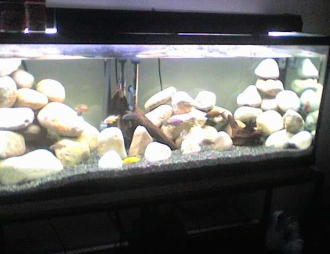 65 gallons freshwater fish tank (mostly fish and non-living decorations) - umm off my phone so dnt hate to much for the bad quality