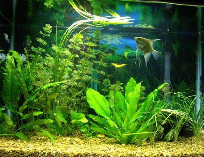 20 gallons freshwater fish tank (mostly fish and non-living decorations) - 20 Gal Aquarium whit power filter Tetra Whisper 30, no undergrabel filter nor air bubles. Amminia 0, Nitrite 0. 100 W heater, water 78 F.