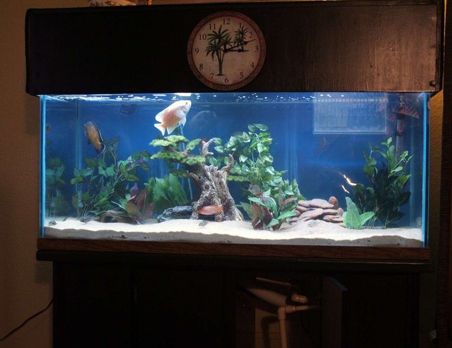 75 gallons freshwater fish tank (mostly fish and non-living decorations) - 75 Gallon