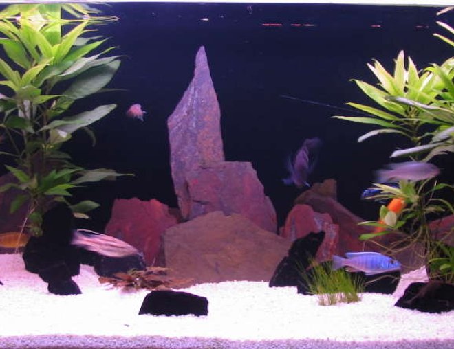 66 gallons freshwater fish tank (mostly fish and non-living decorations) - my 4 foot tank with all the fish out and about