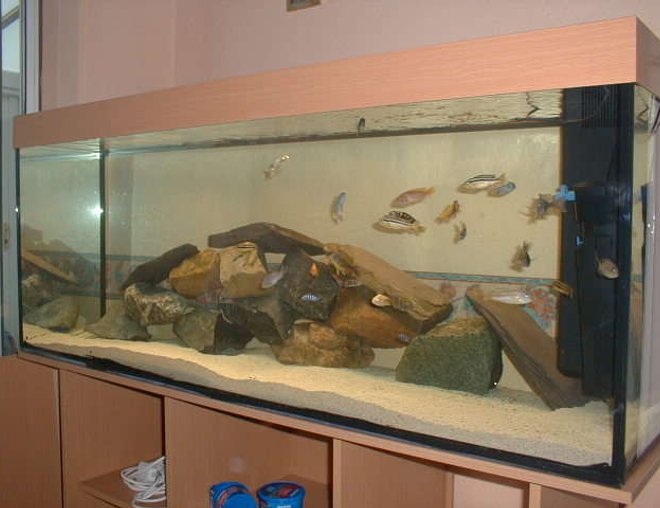 90 gallons freshwater fish tank (mostly fish and non-living decorations) - 400 litre malawi cichlid tank