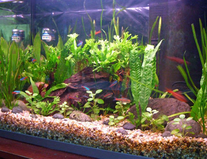freshwater fish tank (mostly fish and non-living decorations) - Communtity Updated