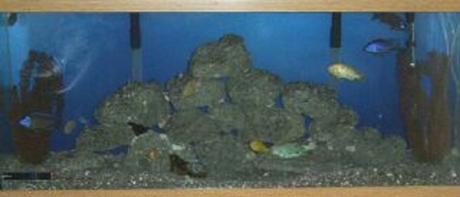 Rated #3462: Freshwater Fish Tank - 55 Gallon African Ciclid Tank
29 Gallon African Ciclid TAnk