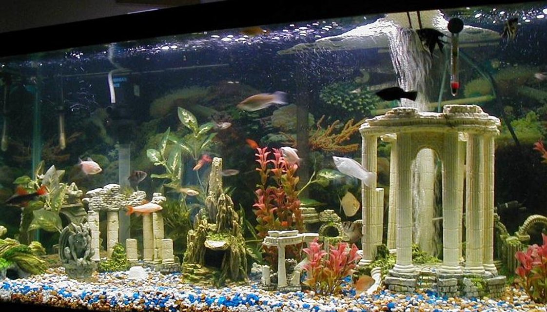 Rated #2696: 135 Gallons Freshwater Fish Tank