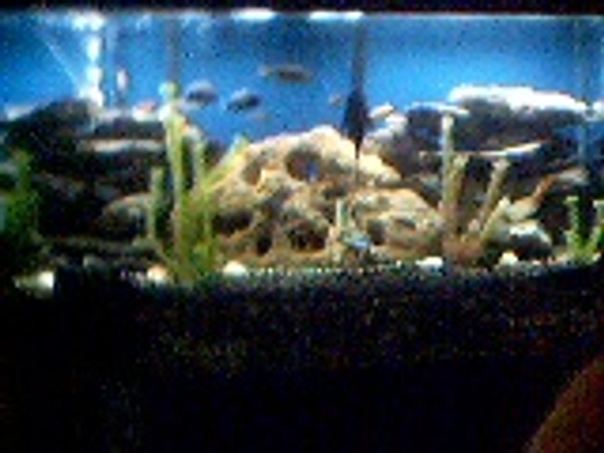 Rated #3239: Freshwater Fish Tank - my chiclid tank