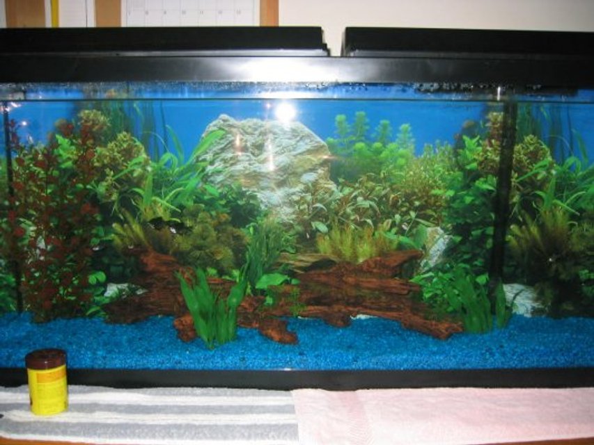 Rated #3294: Freshwater Fish Tank