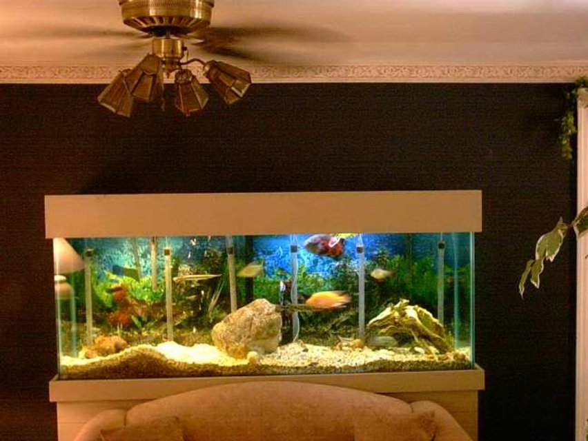 Rated #1800: Freshwater Fish Tank - Fresh water Tank about 3 months old.