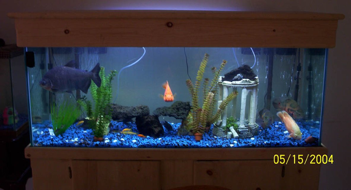 Rated #3541: Freshwater Fish Tank - 100 gallon Fishtank
8:1 blue to black rock mixture
(2) Whisper 60 gallon filters
(2) Adjustable Aqua 1000 heaters
1 blue/1 white halogyn tubes
Whisper air pump