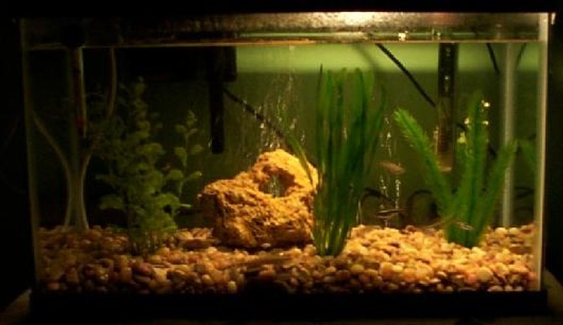 Rated #3807: Freshwater Fish Tank