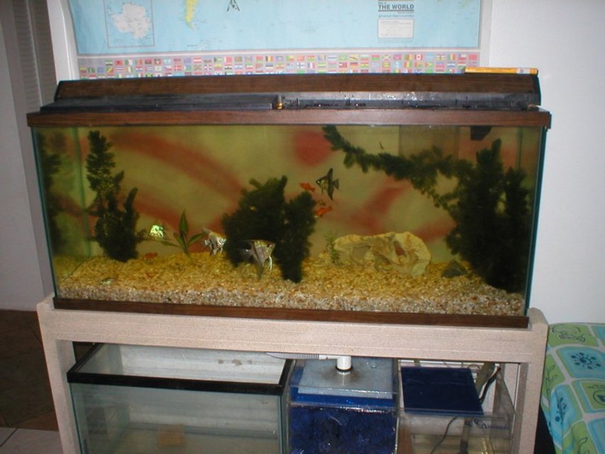 Rated #4128: Freshwater Fish Tank - 55-Gal