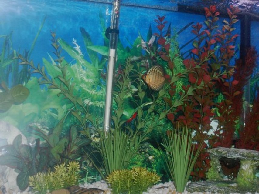 Rated #3251: Freshwater Fish Tank - 55 gal FW tank with 4 discus, 2 swordtails,  2 clown loaches and 4 skunk cory cats.