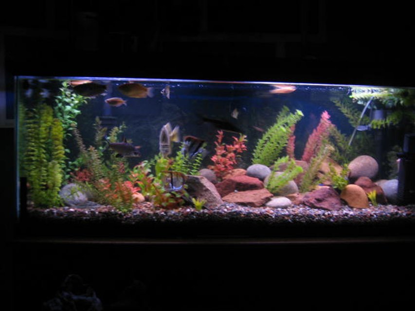 Rated #1977: 55 Gallons Freshwater Fish Tank - its a 55 galoon freshwater. barbs, tetras, zebras,scat,bala shark, red-finned shark, plecos, rope fish, eel, cradad, crab, snails, cat fih, angels, groumies,betta, clown loach, monos...etc fake plants