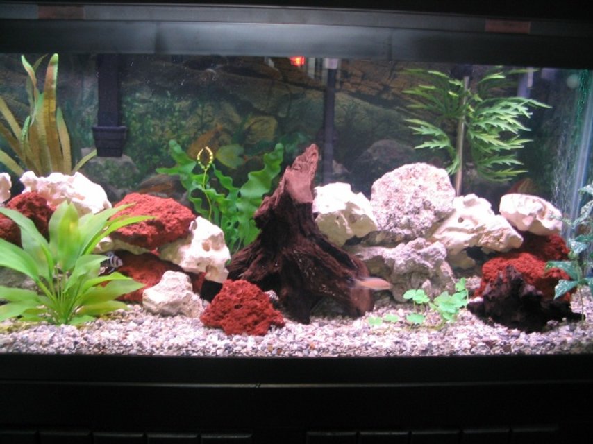 Rated #2280: 75 Gallons Freshwater Fish Tank - 75 gal african cichlid tank