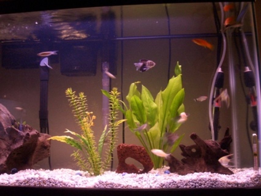 Rated #3416: 29 Gallons Freshwater Fish Tank - 2 month old tank
6/17/05