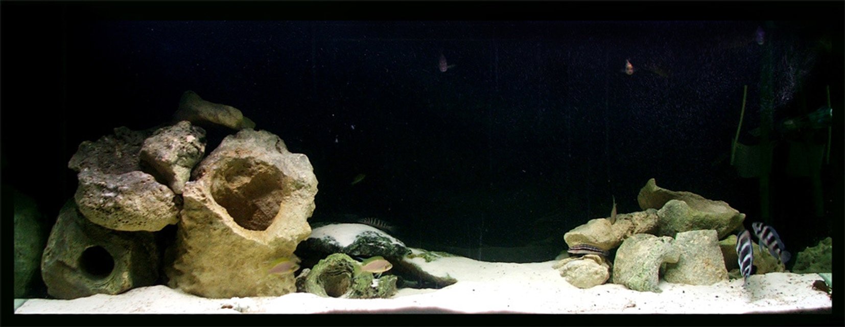 Rated #2128: 150 Gallons Freshwater Fish Tank - My Mixed Malawi tank!