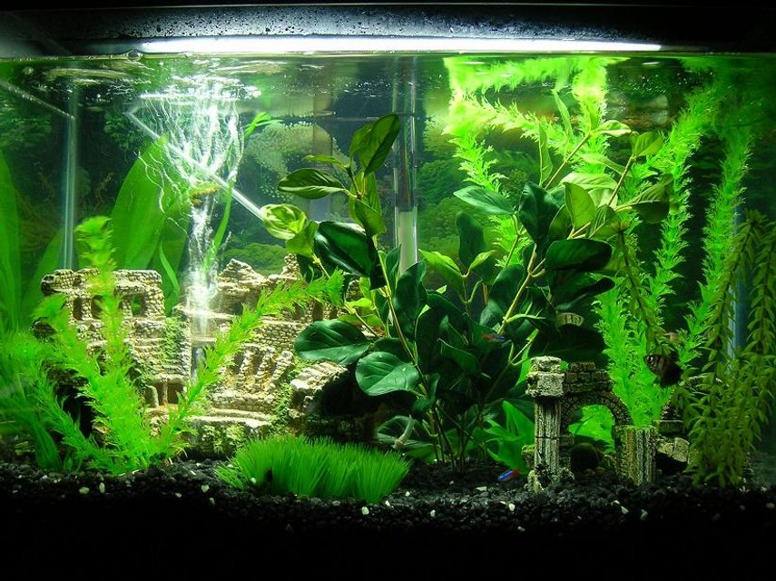 Rated #2246: 45 Gallons Freshwater Fish Tank - my tanks..... 2 of them 20 gal, 25 gal.