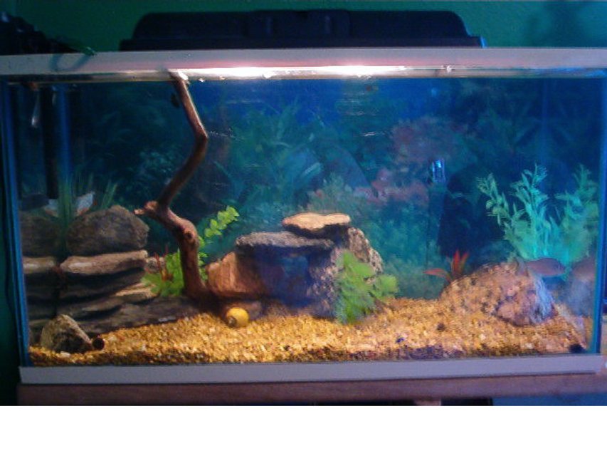 Rated #3688: 29 Gallons Freshwater Fish Tank - 29 Gallon Aquarium with 2 Red Belly Pacus, many snails, fake plants, and lots of rocks.
