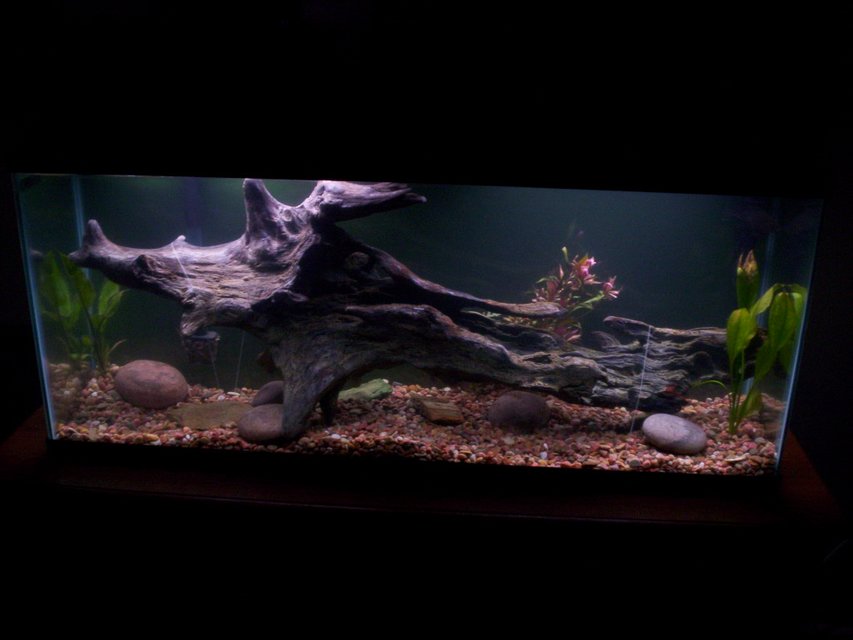 Rated #1361: 55 Gallons Freshwater Fish Tank - This is my 55gal Freshwater tank I just recently set up. Its a huge work in progress. It has 3 live plants, but I plan on adding many more. The huge piece of drift wood is the newest addition. I have let it set under water for a while and it will not sink, so I anchored it down for now. Looks bad, but works. This tank houses 2 south american flowerhorn cichlids.