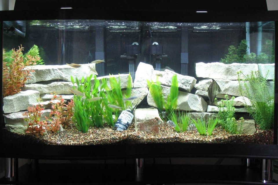 Rated #1979: 90 Gallons Freshwater Fish Tank - 90-gal. "S" shaped fresh water aquarium and some fish !