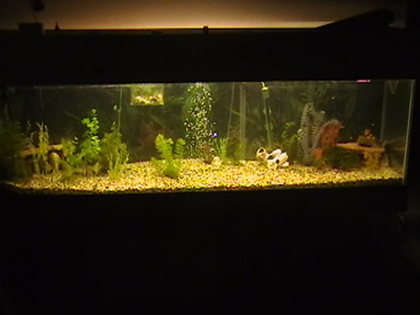 Rated #3439: 100 Gallons Freshwater Fish Tank - this is my tank