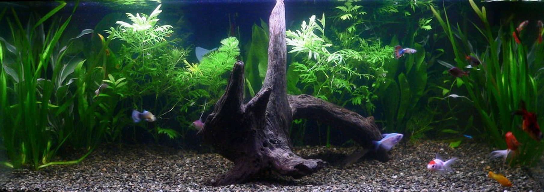 Rated #779: 20 Gallons Freshwater Fish Tank - This is a 20 Gallon.  30"x12"x12" tank.  I have a Marineland 150 BioWheel Filter.  Marineland 100 Watt heater w/Coral Life dual tube fluorescent hood.

Fish:  1 Clown Loach, 2 Rainbow Fish, 1 Neon Tetras, 1 Bala Shark, 1 24k Molly, 1 Black Molly, 4 Guppies, 2 Painted Skirt Tetras, 3 Goldfish, 1 Platy