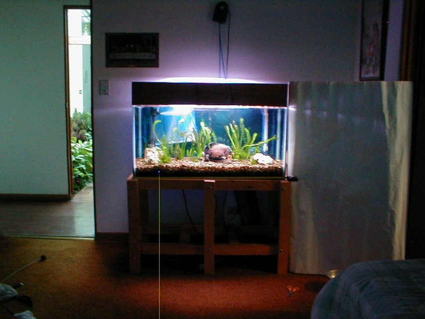 Rated #3103: 55 Gallons Freshwater Fish Tank - The tank now has a glass top and the lights are hanging from the roof