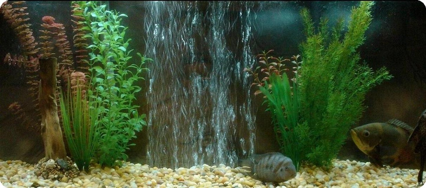 Rated #2687: 55 Gallons Freshwater Fish Tank - 55 gallon freshwater tank. Home to my Oscar Smokey, Convict Igor along with my Suckerfish until I upgrade to a larger tank. Water changes are a pain since im over stocked but thats what I get.