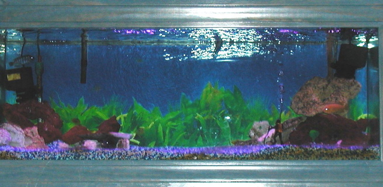Rated #3265: Freshwater Fish Tank