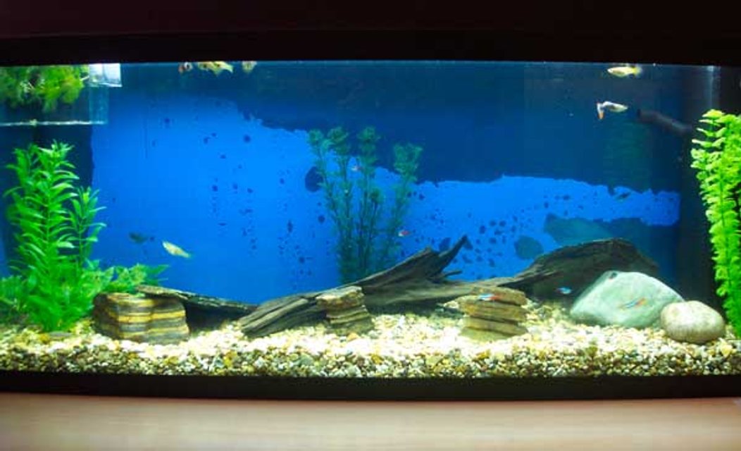 Rated #3725: Freshwater Fish Tank