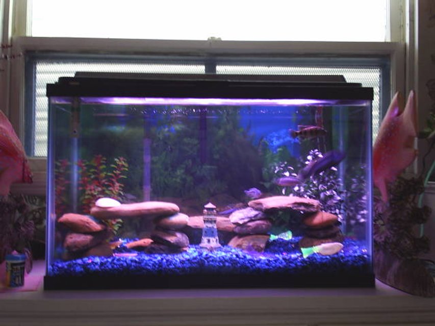 Rated #3284: Freshwater Fish Tank - I have Four fresh Water fish tanks, and I really enjoy all that I do with them. I have Chiclids, Angel Fish, Tertras, Tiger Barbs, Catfish, Upside Down swimming catfish, a Bass, Pleacatmous