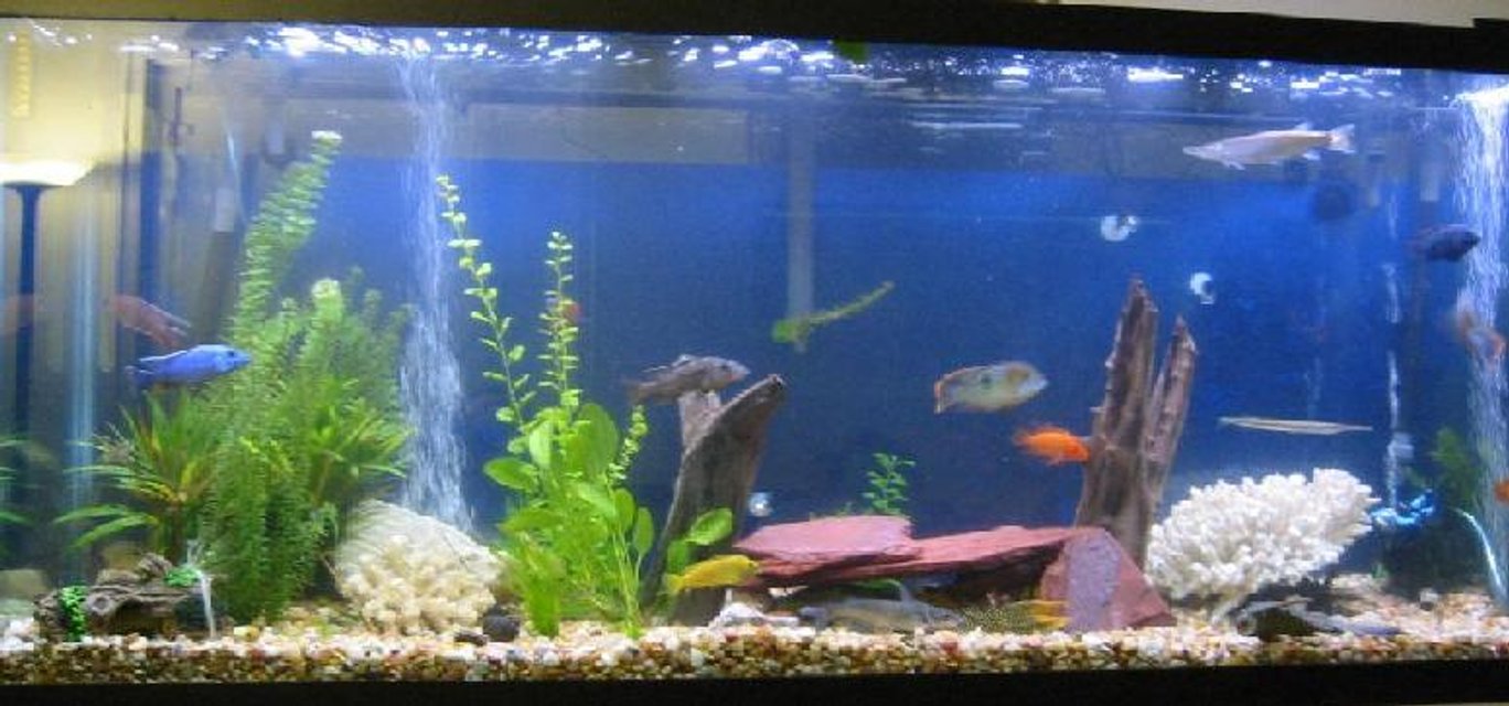 Rated #2664: 150 Gallons Freshwater Fish Tank - I have 2 tanks and working on my 3rd.

The 1st is a 150 gallon with African cichlids ( among other things) Pictured!

The 2nd is a 75 gallon with baby Cichlids

The 3rd is going to be a L shaped tank 200 gallons with the front part of the L shape to be rounded.

I have never seen a tank like that so if any on has any input on what to do as far as setup or know of a tank let me know.