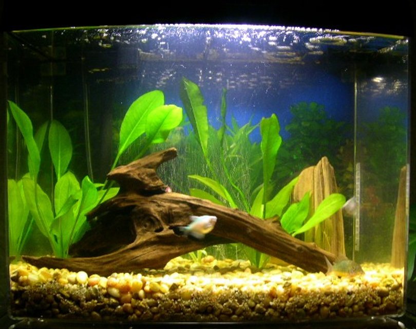 Rated #2526: Freshwater Fish Tank - My 12 gallon freshwater tank.
