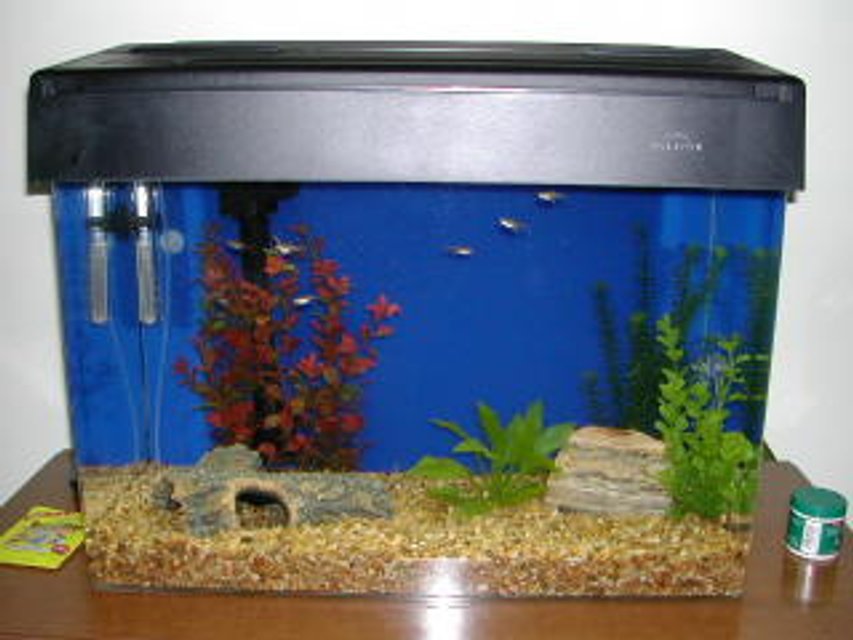 Rated #4079: Freshwater Fish Tank - sorry small tank biggy being made