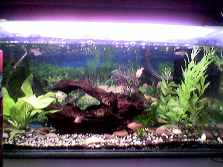 Rated #3295: Freshwater Fish Tank