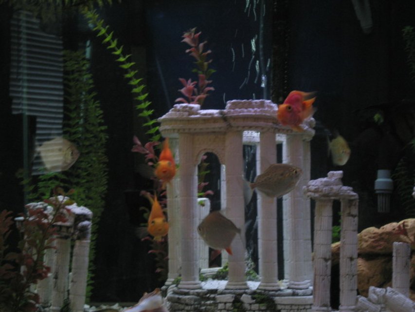 Rated #3008: 56 Gallons Freshwater Fish Tank - Square 56gallon using a Fluval 304 and a Magnum bio wheel. 3 Parrot fish, 4 Silver Dollars, Two Plecos, One albino Cory Cat, One Tiger Cory Cat, One Frog